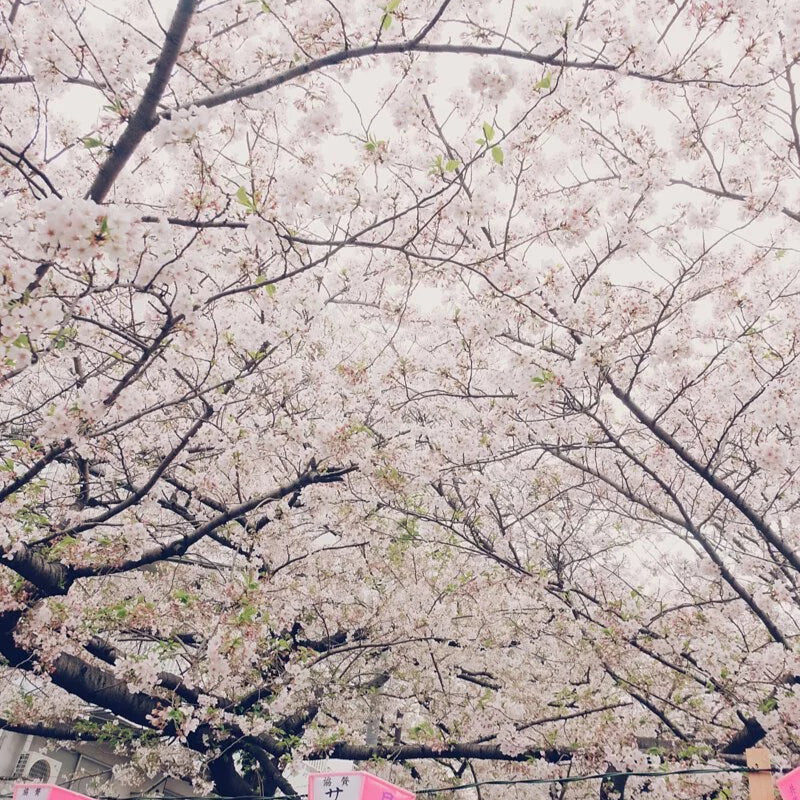 【待望の人気商品再入荷】